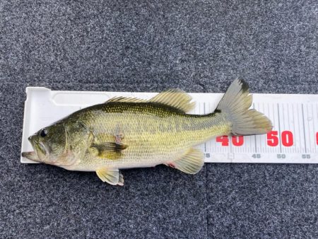 1日ボート釣行!