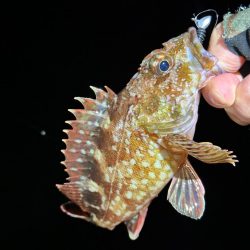 メバルを求めてテトラをランガン