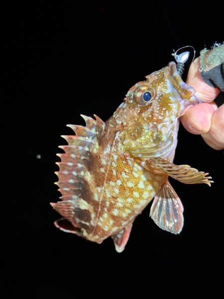 メバルを求めてテトラをランガン