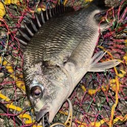 ヘチってきました