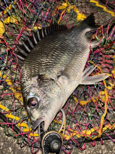 ヘチってきました