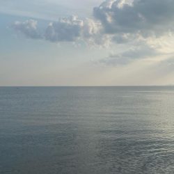 ヒラメとキジハタ