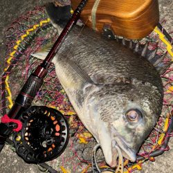 ヘチってきました