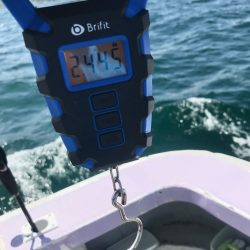 淡路のタコ釣り