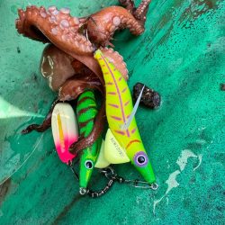 明石タコ開幕戦