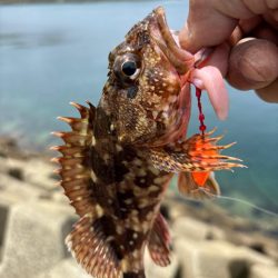 アラカブ(ガシラ③)