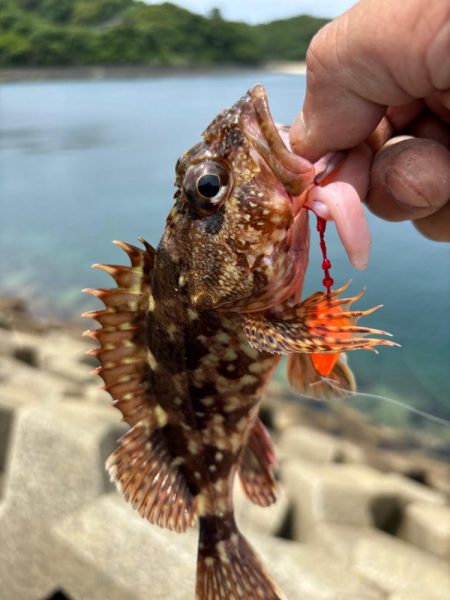 アラカブ(ガシラ③)