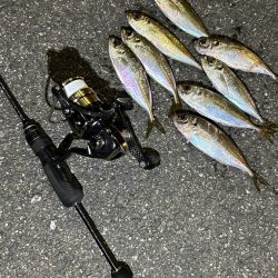 日替わりアジング