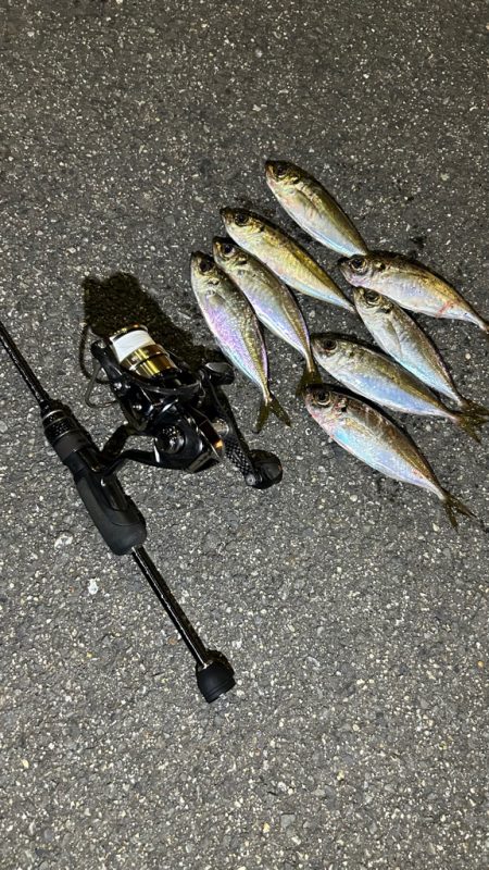 日替わりアジング