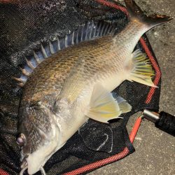 ヘチってきました