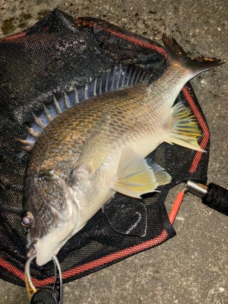 ヘチってきました