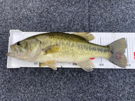 1日ボート釣行！