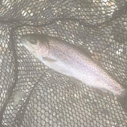 大雨鱒フィッシング