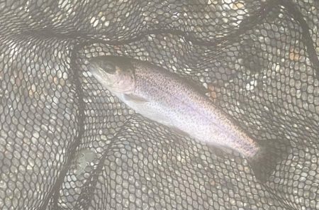 大雨鱒フィッシング