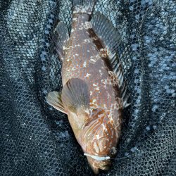 仕事終わってからの🎣