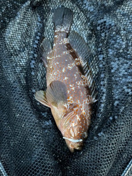 仕事終わってからの🎣