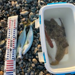 ヒラメ、真鯛等四目達成