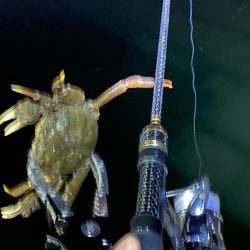 ナイト五目釣り