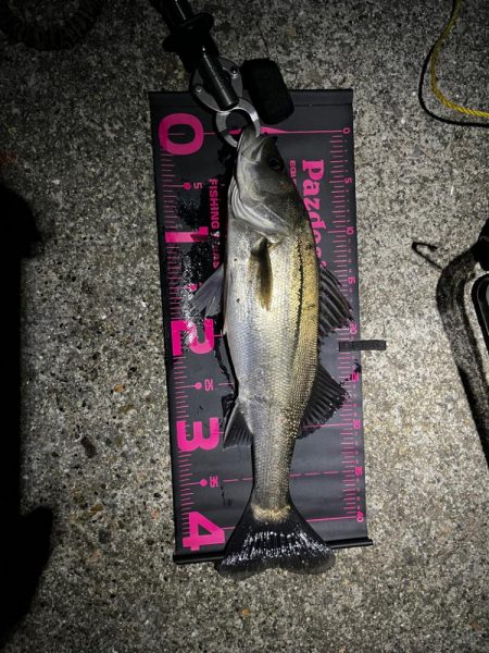 ライトゲームタックルシーバスゲーム