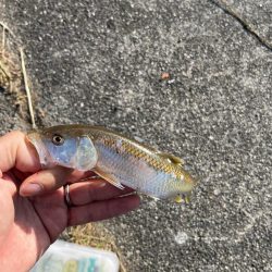 癒しの小物釣り