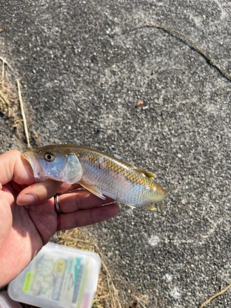 癒しの小物釣り
