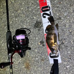 メバリングイベントだとー?