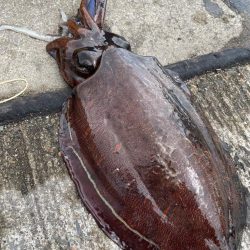 今年初アオリandコウイカ！