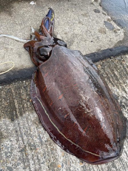 今年初アオリandコウイカ！