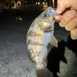 連日メバリング