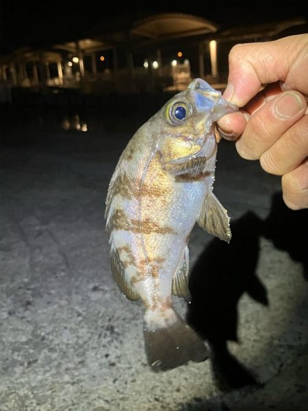 連日メバリング