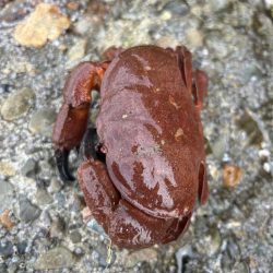 青物はまだみたい