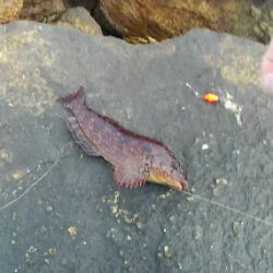 旅先穴釣りアイナメゲット