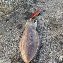 キジハタとコウイカ