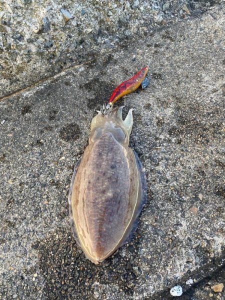 キジハタとコウイカ