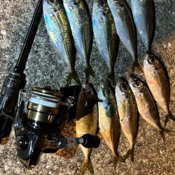 風強めのアジング