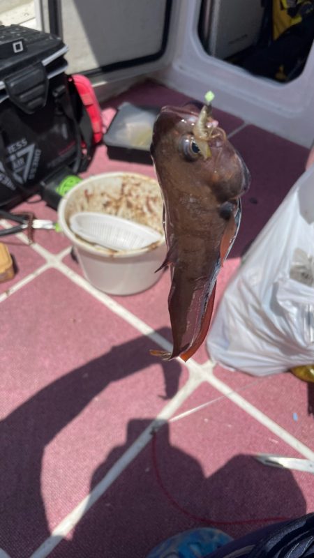 ポイントによりけり