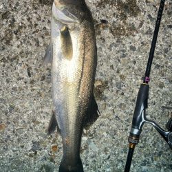 2024ライトゲーム第20戦