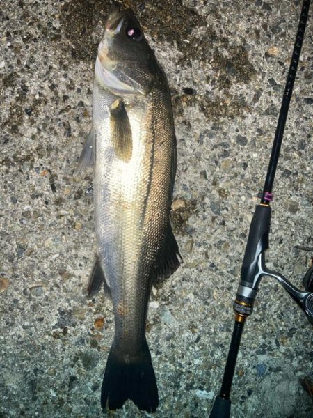 2024ライトゲーム第20戦