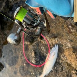 R6サクラ　ファイナル