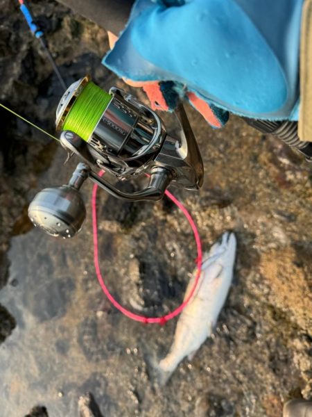 R6サクラ　ファイナル