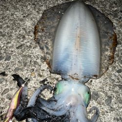 春イカ　自己記録更新！