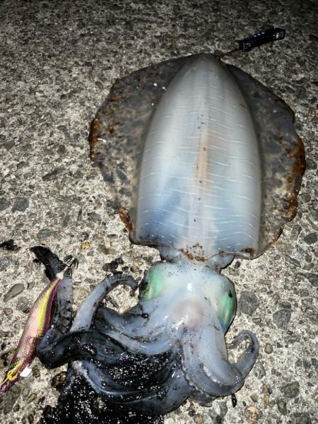 春イカ　自己記録更新！