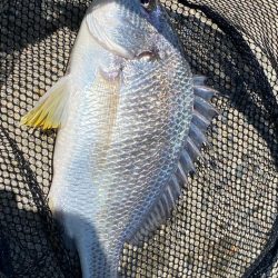 ゴミがいっぱいだけど釣れる