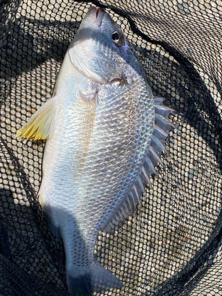 ゴミがいっぱいだけど釣れる