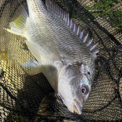 淀川ブリームゲーム