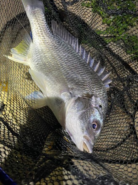 淀川ブリームゲーム