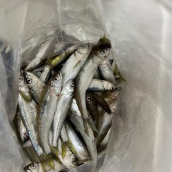 小ハスとの戯れ