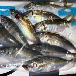 爆風でしたが・・・