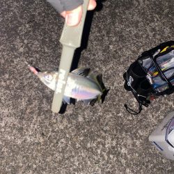 アジング開幕戦！