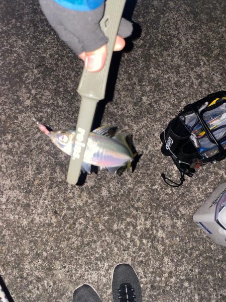 アジング開幕戦！